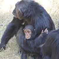 Wildlife Tour of Kenya